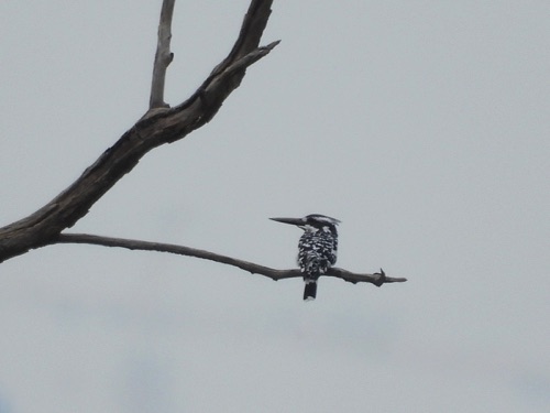 Pied Kingfisher